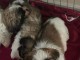 Chiot Shih Tzu &agrave; donner urgent 