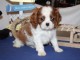 Chiot cavalier king charles disponibles 
