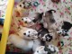 Chiot husky sib&eacute;rien &agrave; adopter 