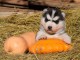 Je donne chiot husky sib&eacute;rien 
