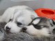 Chiot husky sib&eacute;rien &agrave; adopter 