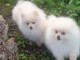 Chiot spitz allemand &agrave; donner 