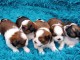 Chiot Shih Tzu &agrave; donner urgent 