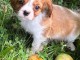 Chiot cavalier king charles disponibles a donner 