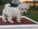 Chiot bichon fris&eacute; a donner 