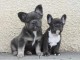Chiot bouledogue fran&ccedil;ais m&acirc;le et femelle a donner 