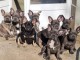 Adoption chiot bouledogue fran&ccedil;ais 