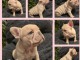 Chiot bouledogue fran&ccedil;ais a donner 