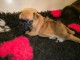 Adorable chiot bouledogue fran&ccedil;ais disponibles 