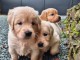 Chiot golden retriever &agrave; donner 