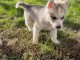 Chiot husky sib&eacute;rien &agrave; donner m&acirc;le 