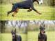 Dobermann chiots &agrave; vendre