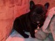 Chiot bouledogue fran&ccedil;ais a donner 