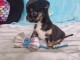 Chiot chihuahua m&acirc;le disponible 