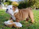 Chiot bulldog anglais &agrave; donner urgent 