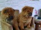 Chow Chow chiots &agrave; vendre