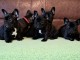Bulldog fran&ccedil;ais chiots &agrave; vendre