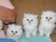 chatons persans &agrave; adopter