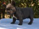 Jolis chiots bouledogues fran&ccedil;ais