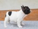 Jolis chiots bouledogues fran&ccedil;ais