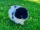 Chiot spitz nain Pom&eacute;ranie adorable m&acirc;le 