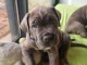 Chiot Cane Corso a donner m&acirc;le 