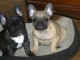 Chiot bouledogue fran&ccedil;ais a donner 
