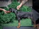 Dobermann chiots &agrave; vendre