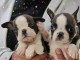 Boston Terrier chiots &agrave; vendre