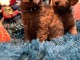 Chiots Toy Poodle &agrave; vendre