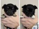 Chiot chihuahua m&acirc;le pour No&euml;l 
