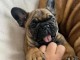 Chiot bouledogue fran&ccedil;ais a donner urgent 