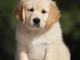 Adorable chiot golden retriever &agrave; adopter 