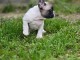 Chiot bouledogue fran&ccedil;ais a donner 