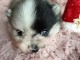 Chiot spitz nain Pom&eacute;ranie adorable 