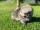 Chiot spitz nain Pom&eacute;ranie adorable a donner 