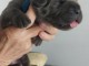 Chiot Cane Corso pour No&euml;l a donner 