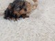 Chiot yorkshire m&acirc;le disponible a donner 