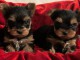 Chiot York m&acirc;le et femelle disponibles 