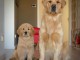 Chiot golden retriever &agrave; votre disposition 