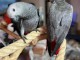 Perroquet gris du Gabon a donn&eacute; 