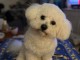 Chiot bichon fris&eacute; adopter 
