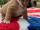 Chiot bulldog anglais &agrave; donner m&acirc;le 