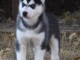 Chiot husky sib&eacute;rien a donner 