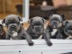 Chiot bouledogue fran&ccedil;ais a donner 