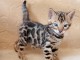Chatons Bengal &agrave; vendre