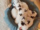 Chatons sacr&eacute; birman a donner contre bon soin 