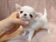 Chiot chihuahua m&acirc;le &agrave; donner contre bon soin 