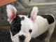 Je donne chiot bouledogue fran&ccedil;ais 