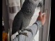 Perroquet gris du Gabon disponibles a donner 